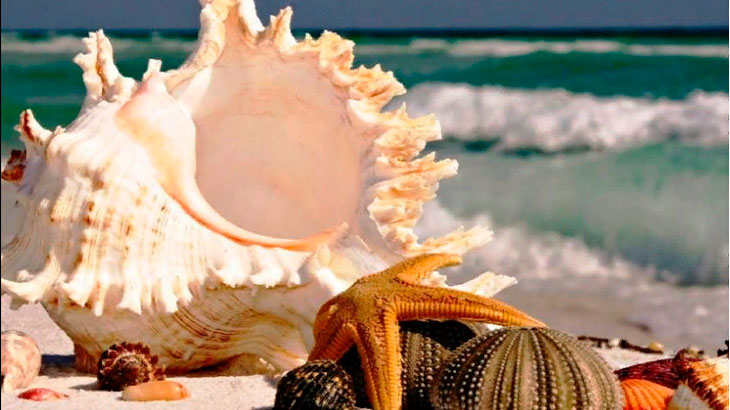 Морские раковины дары моря из путешествий 
