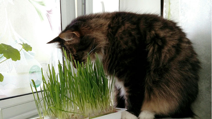 Выращивание растений для домашних кошек весной